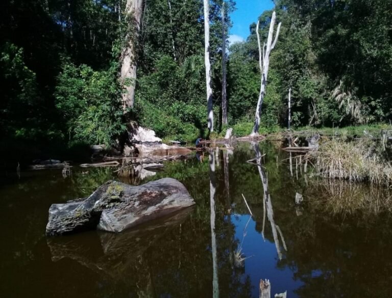 Taman Nasional Lore Lindu, dari Fauna Langka hingga Megalitikum