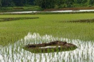 Kuang, Kearifan Lokal Suku Toraja Dalam Merawat Air