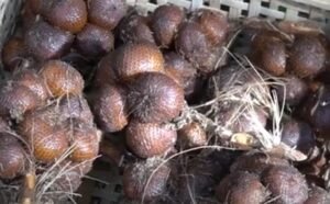 Sistem Budi Daya Tradisional Salak Bali Diakui FAO