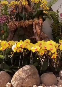 Batu Shining Orchid Week: Pamerkan Keindahan Bunga Anggrek