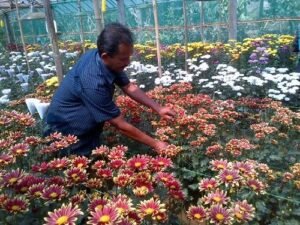 Agrowisata Bunga Krisan Kulon Progo