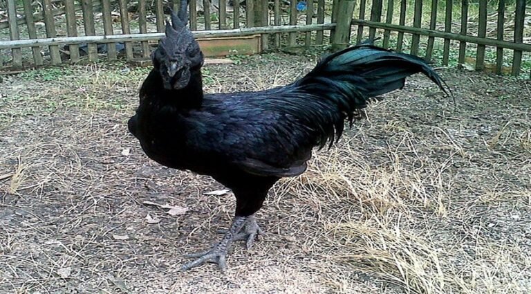 Kisah Ki Ageng Makukuhan dan Lahirnya Ayam Cemani