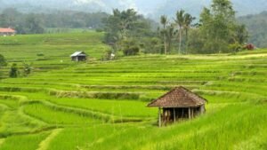 Desa Wisata Jatiluwih, Ikon Pariwisata Bali Berkelanjutan