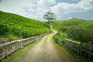 Malino Highlands: Destinasi Wisata Relaksasi Di Perkebunan Teh