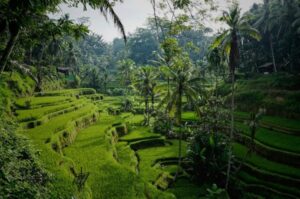 Subak, Warisan Dunia dan Pesona Wisata Bali