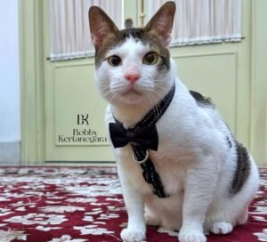 Bobby Kertanegara, Kini Menjadi Kucing Istana Negara