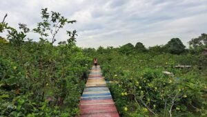Kebun Jambu Marina Batam, Wisata Edukasi Buah-buahan