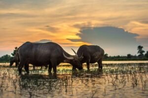 Kerbau Sakti Tolelembunga, Legenda Masyarakat Sulawesi Tengah