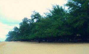 Pantai Lombang Sumenep, Eksotis dengan Cemara Udang