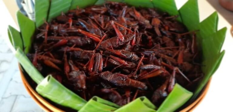 Kuliner Belalang Goreng Khas Gunungkidul yang Kaya Protein