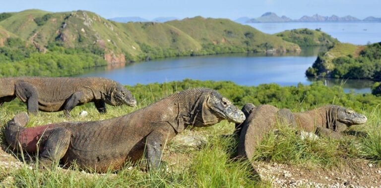 Kisah Asmara Dalam Legenda Putri Naga Pulau Komodo