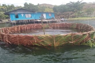 Bhukere atau sarang buatan di Sentani, Papua