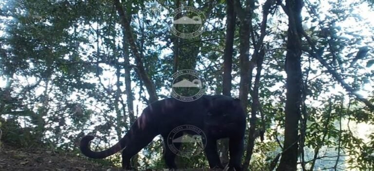 Macan Tutul Jawa Terekam di TN Bromo Tengger Semeru (TNBTS)