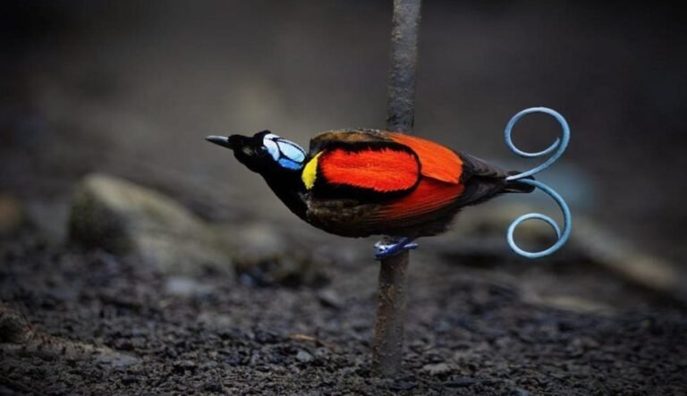 Cendrawasih Botak, Burung Surga dari Raja Ampat Papua