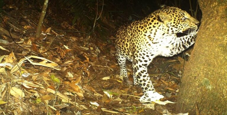 Macan Tutul Jawa Terekam Memangsa Kucing di Hutan Muria