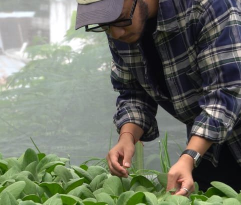 smart greenhouse