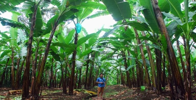 Cara Kabupaten Lumajang Mempertahankan Julukan Kota Pisang