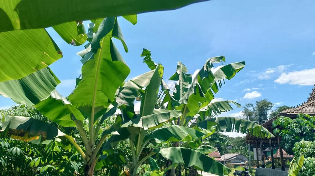 agro eduwisata talunombo