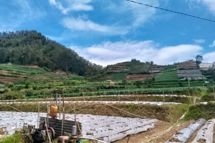 pertanian kentang