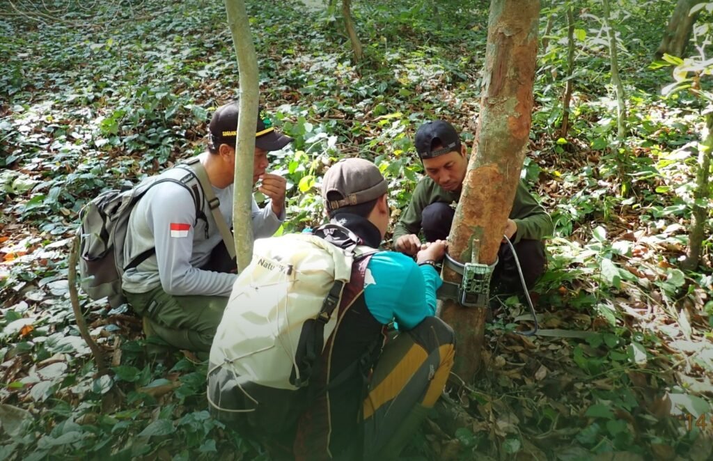 Aksi Nyata Konservasi di Raung-Ijen Demi Kelangsungan Macan Tutul Jawa