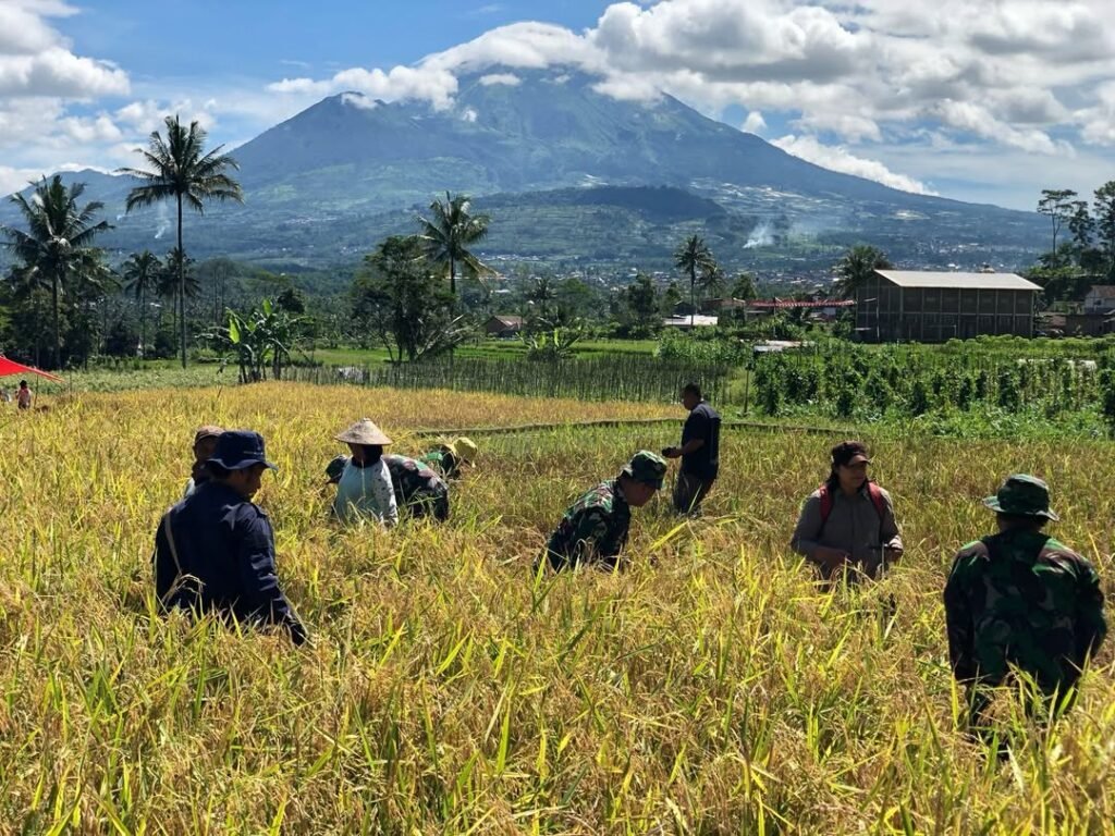 Kodim 0707 dan Bulog Wonosobo Kawal Panen Raya di Rejosari