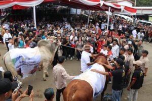 Jateng Perkuat Peran Lumbung Ternak Nasional di Kontes Sapi Boyolali