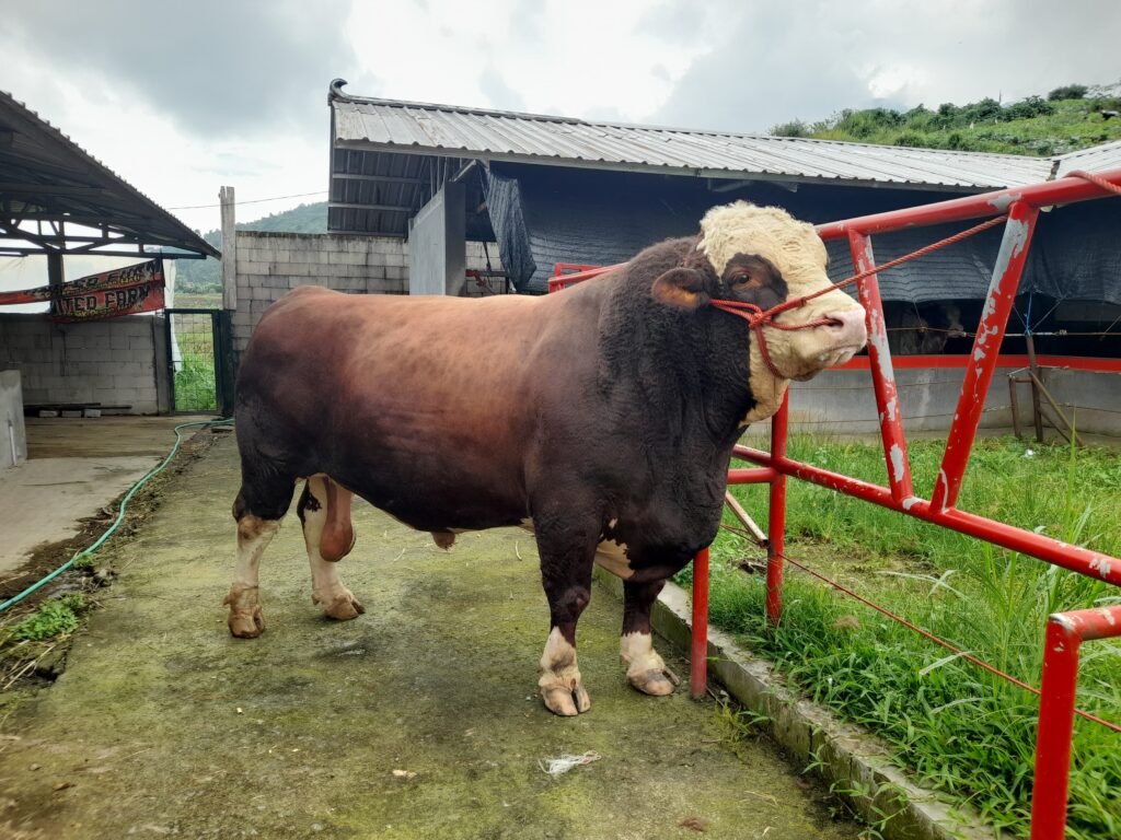 United Farm Wonosobo Unjuk Gigi, Sapi 1.318 Kg Sabet Juara Nasional
