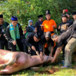 Tradisi Motong Kebo Andil