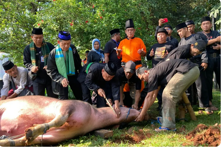 Tradisi Motong Kebo Andil